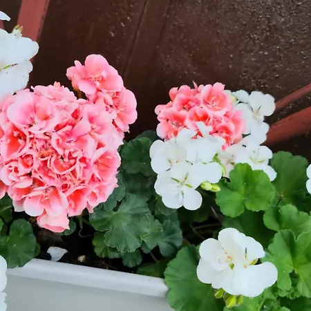 BnB37 Garden Apartment, Near Budapest, Free Gated CCTV Parking, self check-in, Terrace Törökbálint